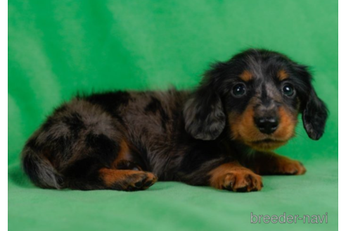 成約済の東京都のミニチュアダックスフンド(ロングヘアード)-227653の2枚目